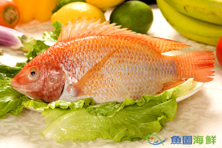魚園海鮮 台灣紅鯛魚 魚園海鮮